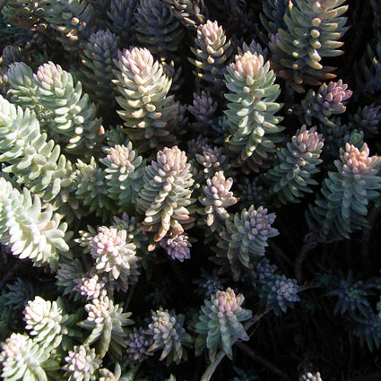 Photos Sedum reflexum - Stonecrop
