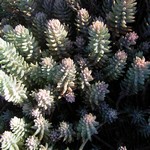 Photos Sedum reflexum