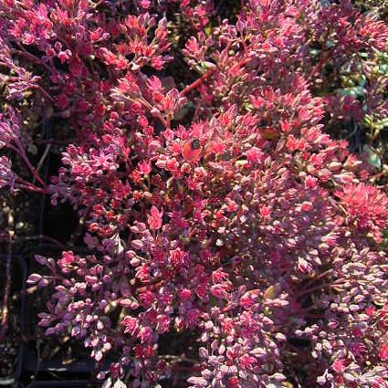 Photos Sedum cauticola - Stonecrop