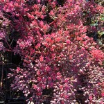 Photos Sedum cauticola