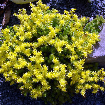 Photos Sedum sexangulare - Stonecrop