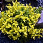 Photos Sedum sexangulare