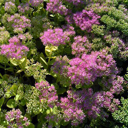 Photos Sedum spectabile - Stonecrop