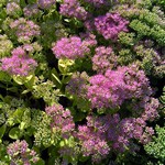 Photos Sedum spectabile