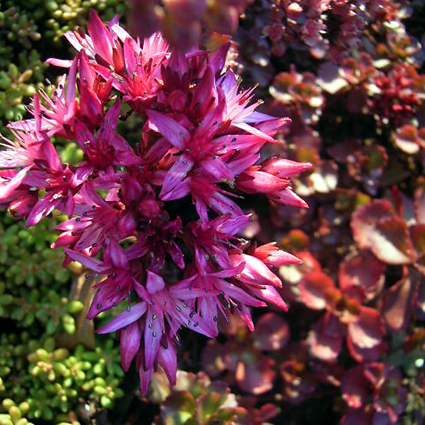 Foto Sedum spurium - 