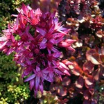 Photos Sedum spurium