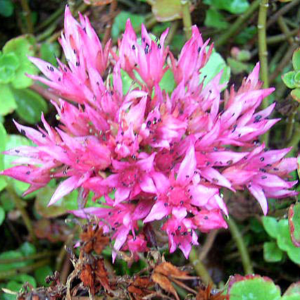 Photos Sedum spurium - Stonecrop
