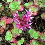 Photos Sedum spurium