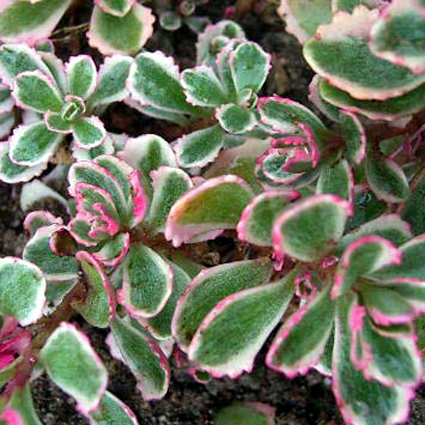 Photos Sedum spurium - Stonecrop