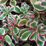 Photos Sedum spurium