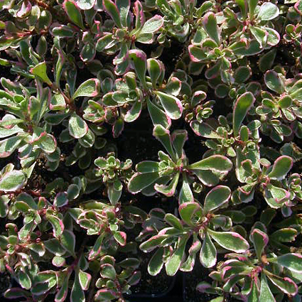 Photos Sedum spurium - Stonecrop