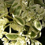 Photos Sedum telephium