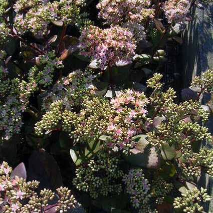 Photos Sedum telephium - Stonecrop