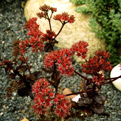 Photos Sedum telephium - Stonecrop