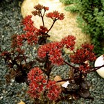 Photos Sedum telephium