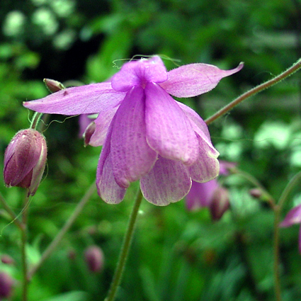 Photos Semiaquilegia ecalcarata - 