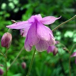Photos Semiaquilegia ecalcarata