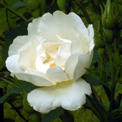 Photos Rosa - Rose