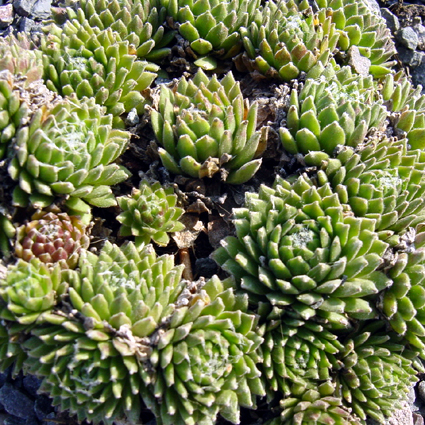 Fotos Sempervivum arachnoideum - 