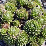 Photos Sempervivum arachnoideum