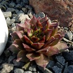 Fotos Sempervivum Hybride