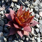 Photos Sempervivum Hybride