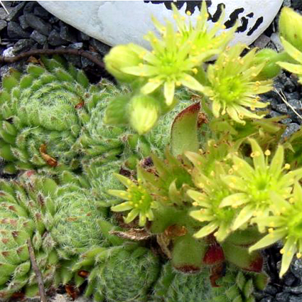 Fotos Sempervivum ciliosum ssp. borisii - 