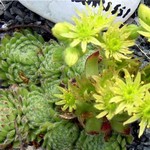 Photos Sempervivum ciliosum ssp. borisii