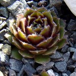 Fotos Sempervivum Hybride