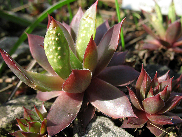 Photos Sempervivum Hybride - Common houseleek
