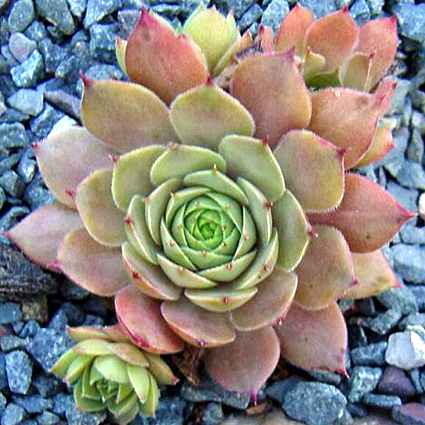 Photos Sempervivum Hybride - Common houseleek