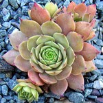 Photos Sempervivum Hybride