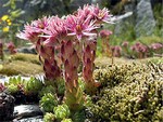 Photos Sempervivum montanum