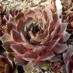 Fotos Sempervivum Hybride