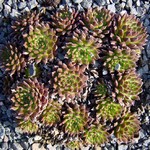 Photos Sempervivum tectorum
