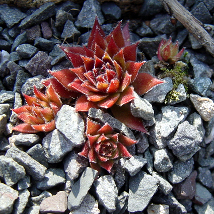 Photos Sempervivum Hybride - Common houseleek