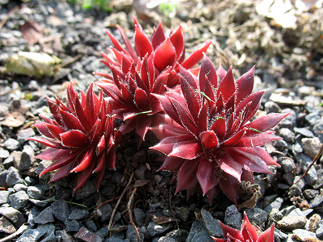 Photos Sempervivum viti - 