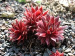 Photos Sempervivum viti