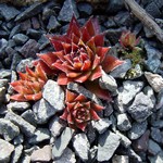 Fotos Sempervivum Hybride