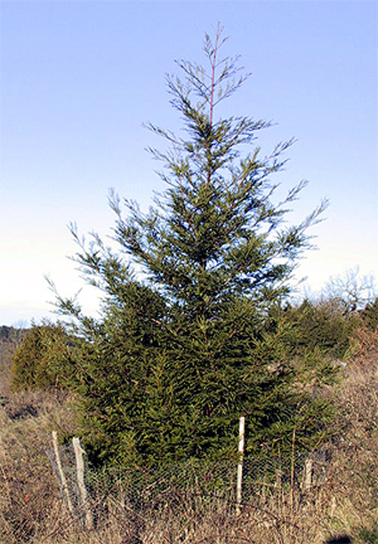 Photos Sequoia sempervirens - Giant sequoia