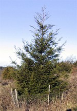 Sequoia sempervirens - K�sten-Mammutbaum