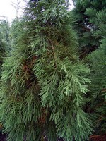 Photos Sequoiadendron giganteum
