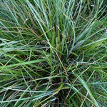 Photos Sesleria heuffleriana
