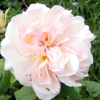 Photos Rosa - Rose