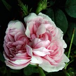 Photos Rosa