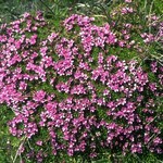 Photos Silene acaulis