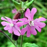 Photos Silene dioica