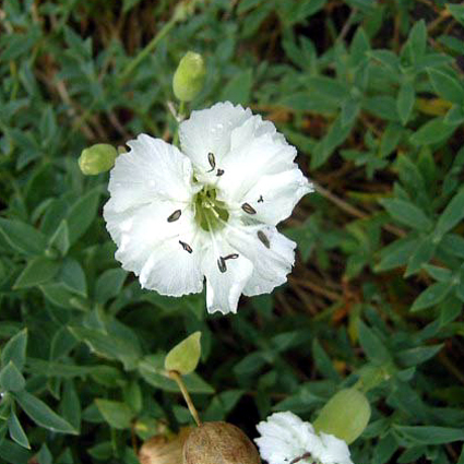 Photos Silene maritima - Catchfly