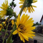 Silphium laciniatum - Geschlitzte Kompa�pflanze