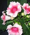 Sinningia speciosa
